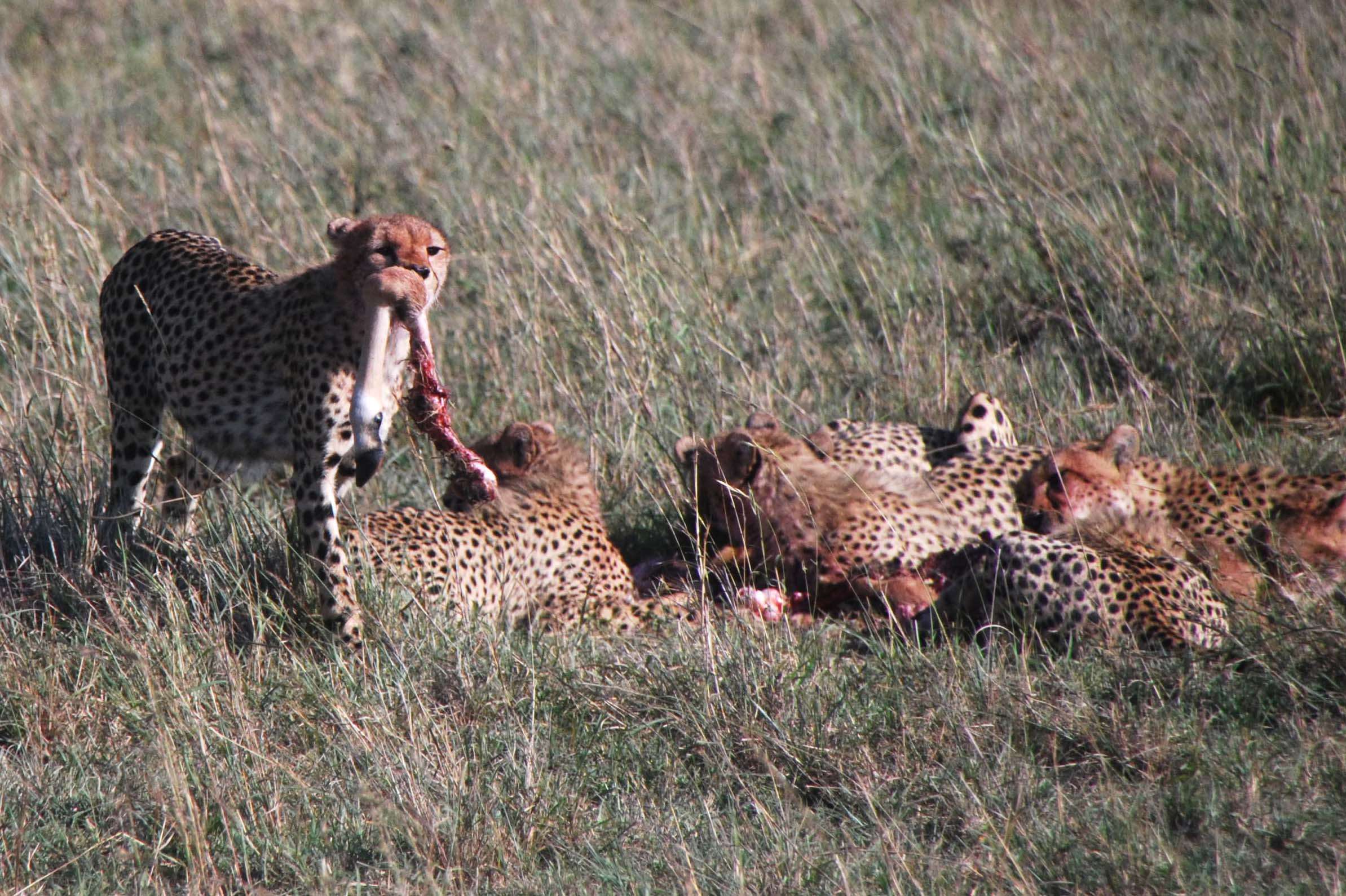 7 guepardos, 2 rinos con mal genio y un leopardo - Regreso al Mara - Kenia (14)