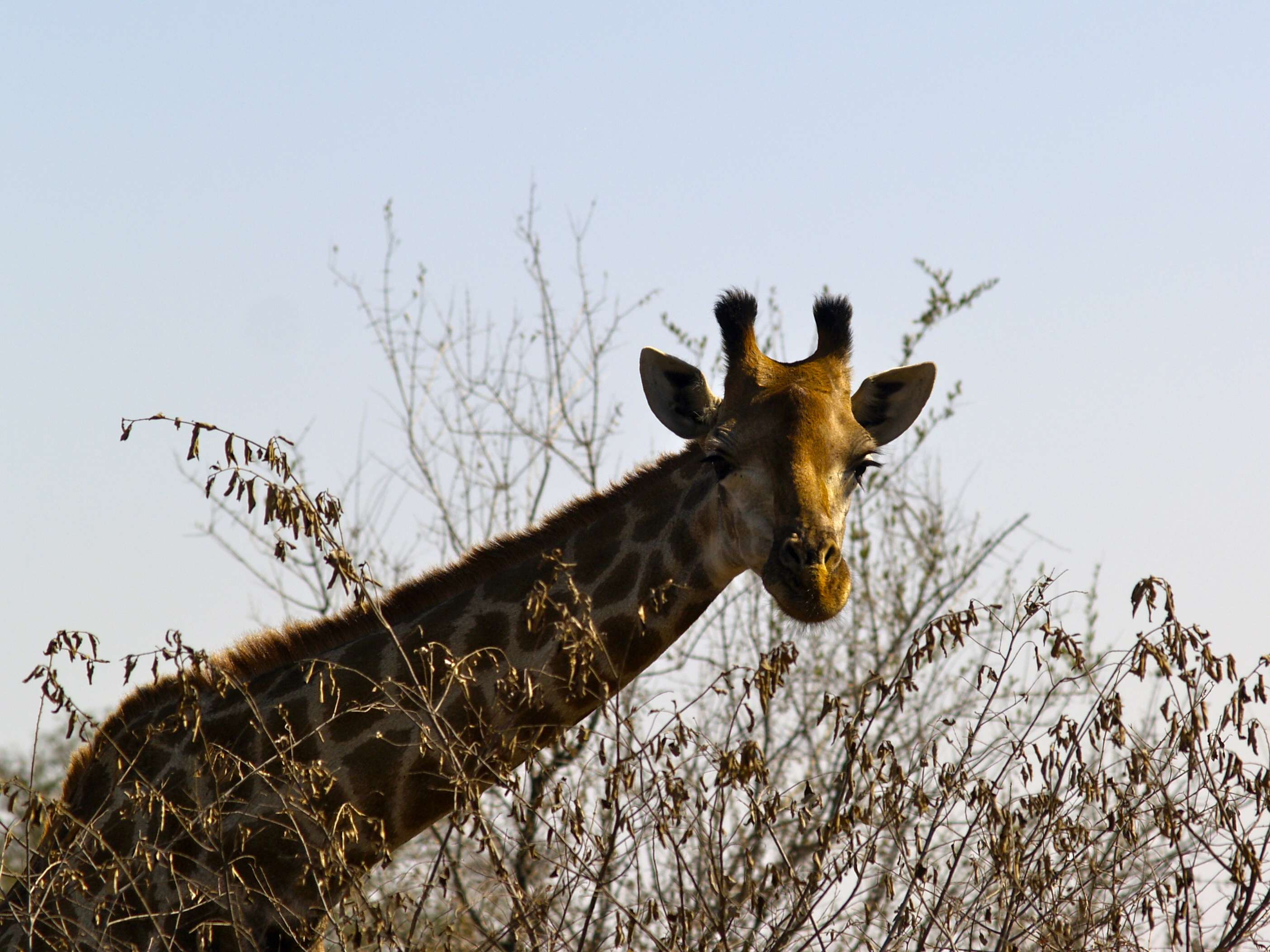 18 días en Sudáfrica - Blogs de Sudáfrica - Safari en el Kruger (28)
